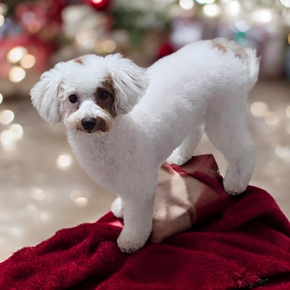 Cavan-Adorable Puppy!, Adopted, Puppy Male Cavalier King Charles Spaniel & Poodle.