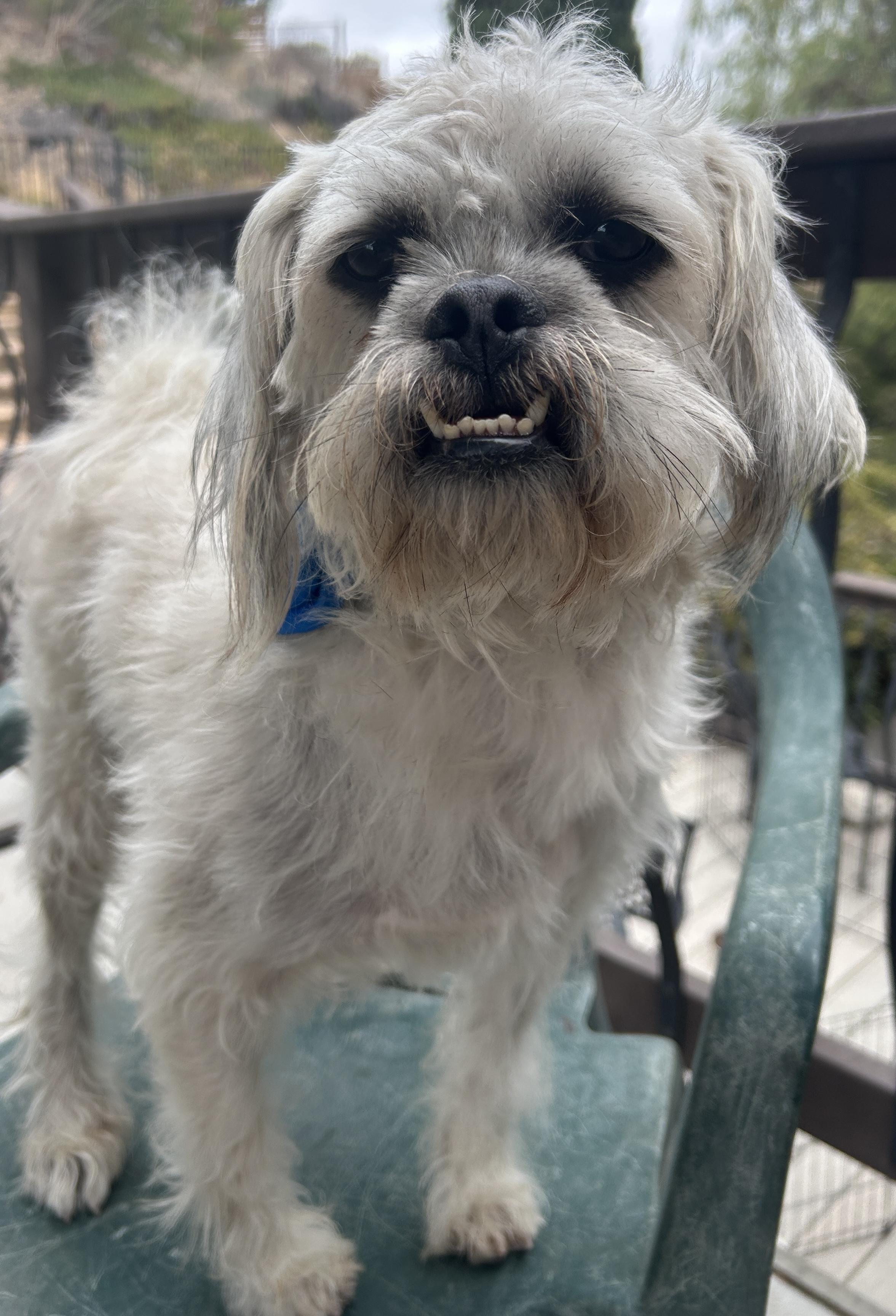 Enlarge CHARLIE, a ADOPTABLE mixed breed in El Cajon, CA image 3/6