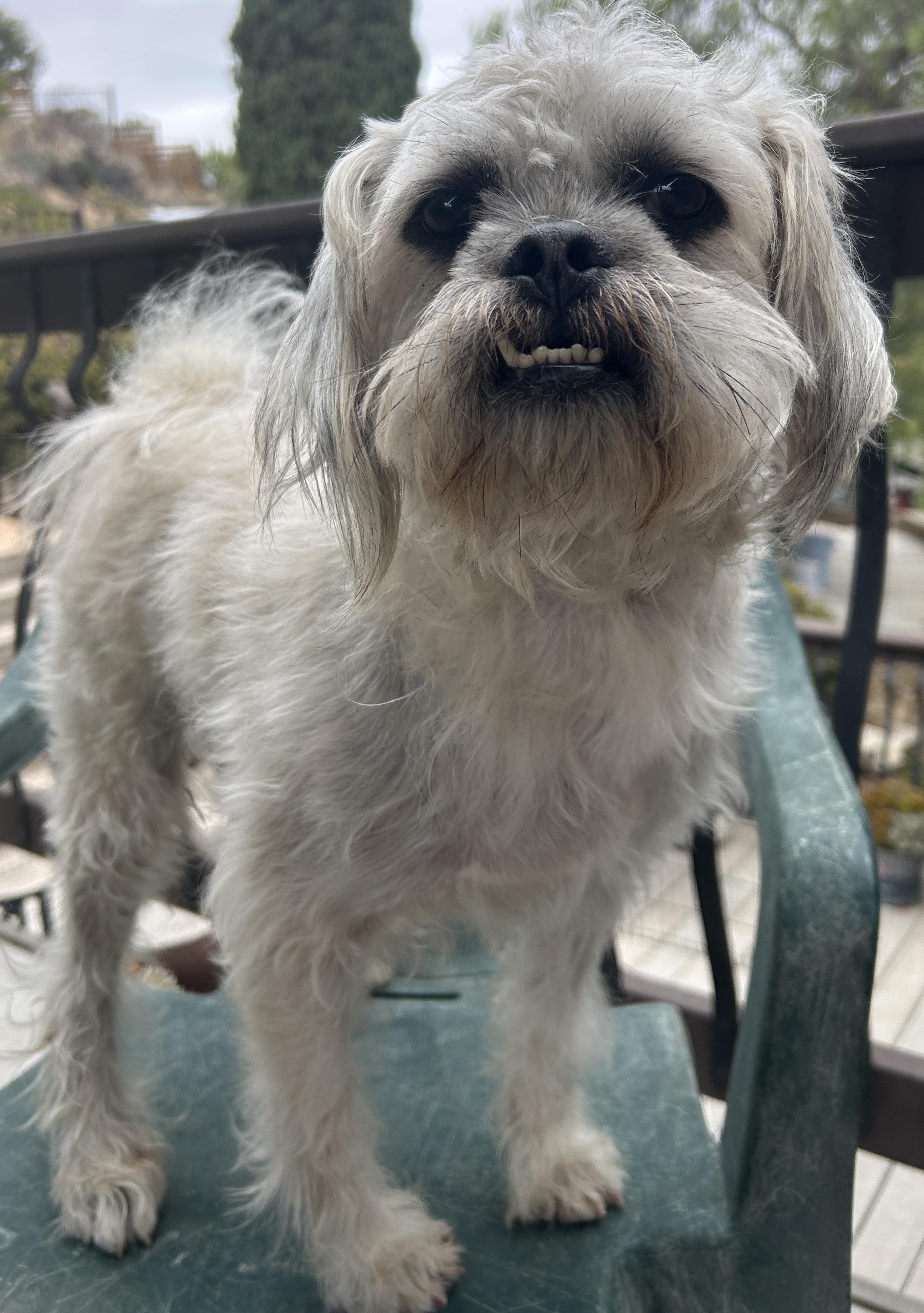Enlarge CHARLIE, a ADOPTABLE mixed breed in El Cajon, CA image 2/6