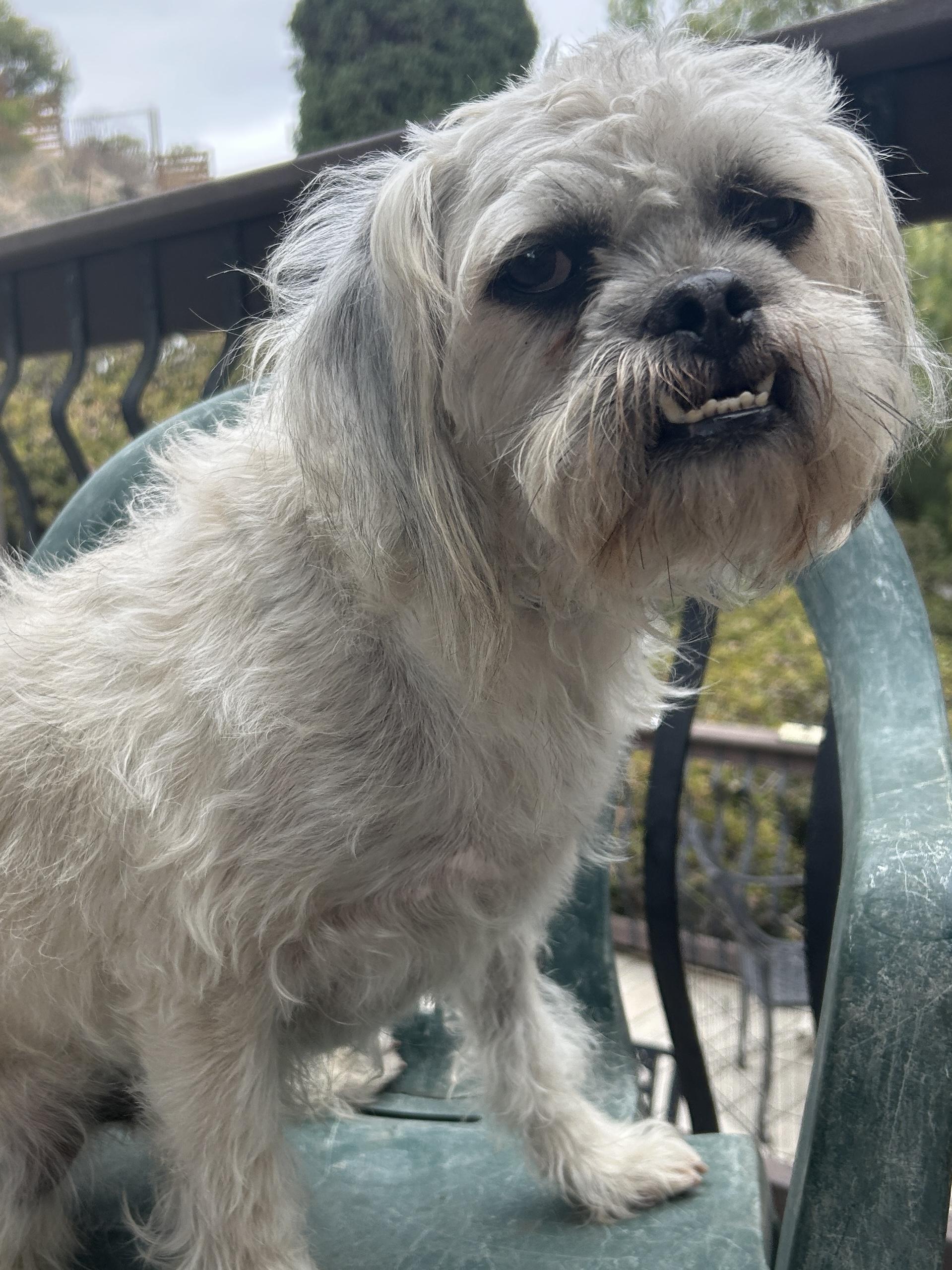 Enlarge CHARLIE, a ADOPTABLE mixed breed in El Cajon, CA image 6/6