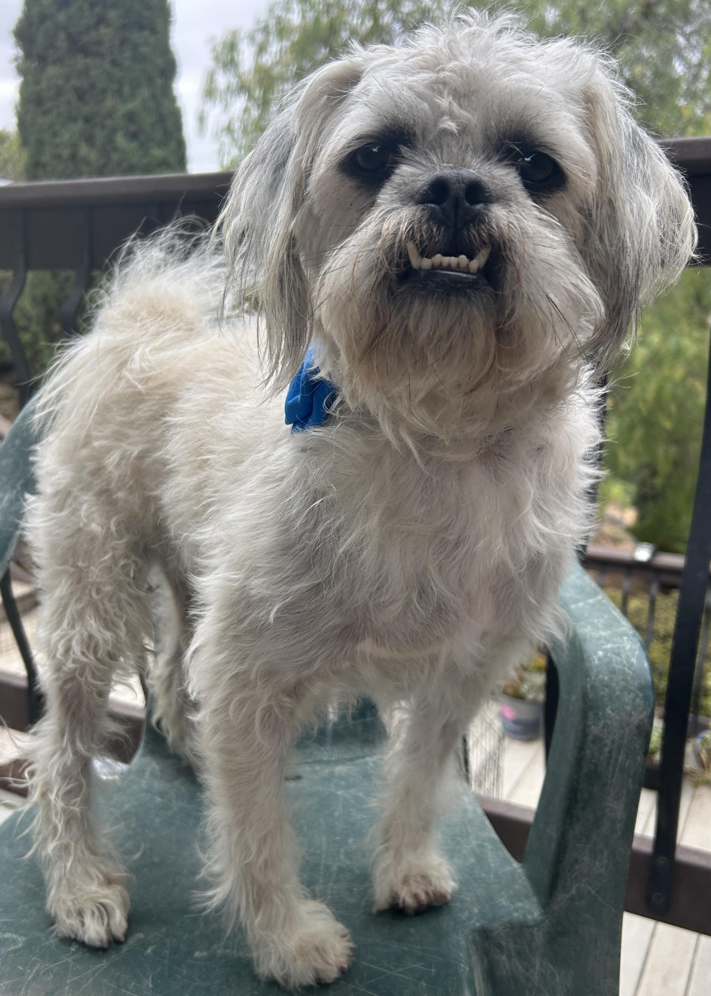 Enlarge CHARLIE, a ADOPTABLE mixed breed in El Cajon, CA image 5/6