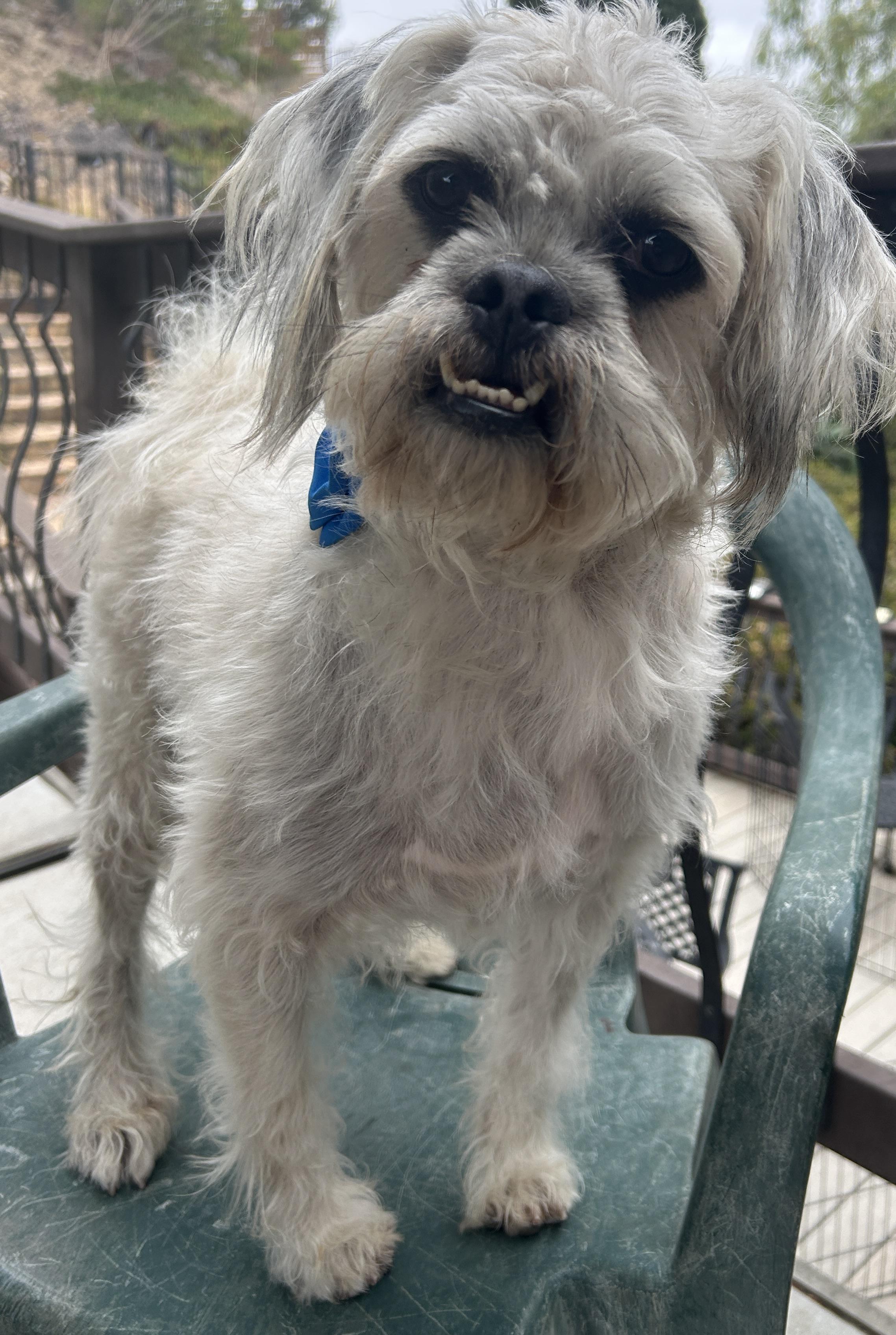 CHARLIE, ADOPTABLE, Adult Male Shih Tzu.