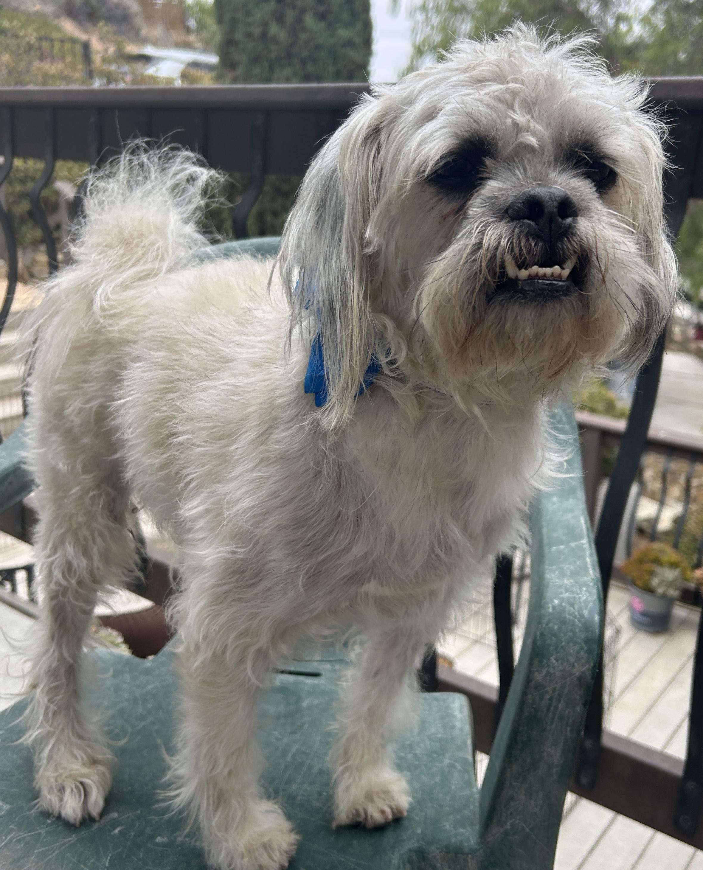 Enlarge CHARLIE, a ADOPTABLE mixed breed in El Cajon, CA image 4/6