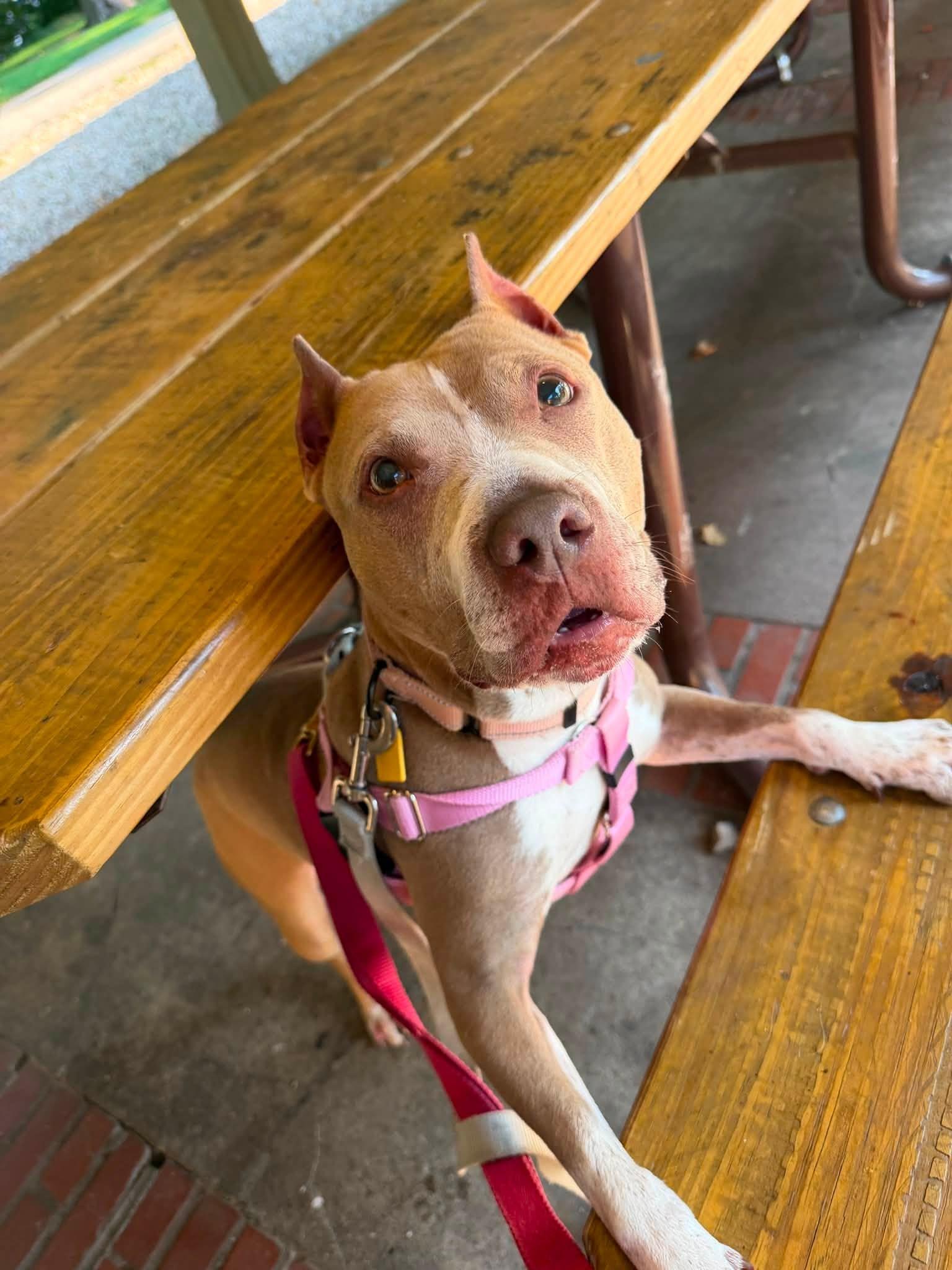 Enlarge Betsy, a ADOPTABLE mixed breed in Cleveland, OH image 1/6