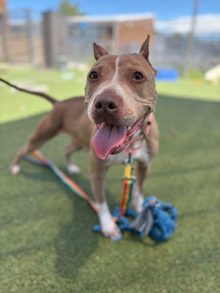 Betsy, a ADOPTABLE mixed breed in Cleveland, OH image 1/6