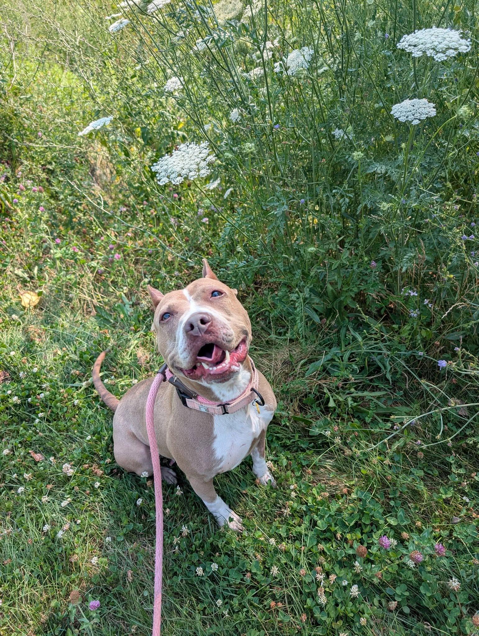 Betsy, a ADOPTABLE mixed breed in Cleveland, OH image 4/6