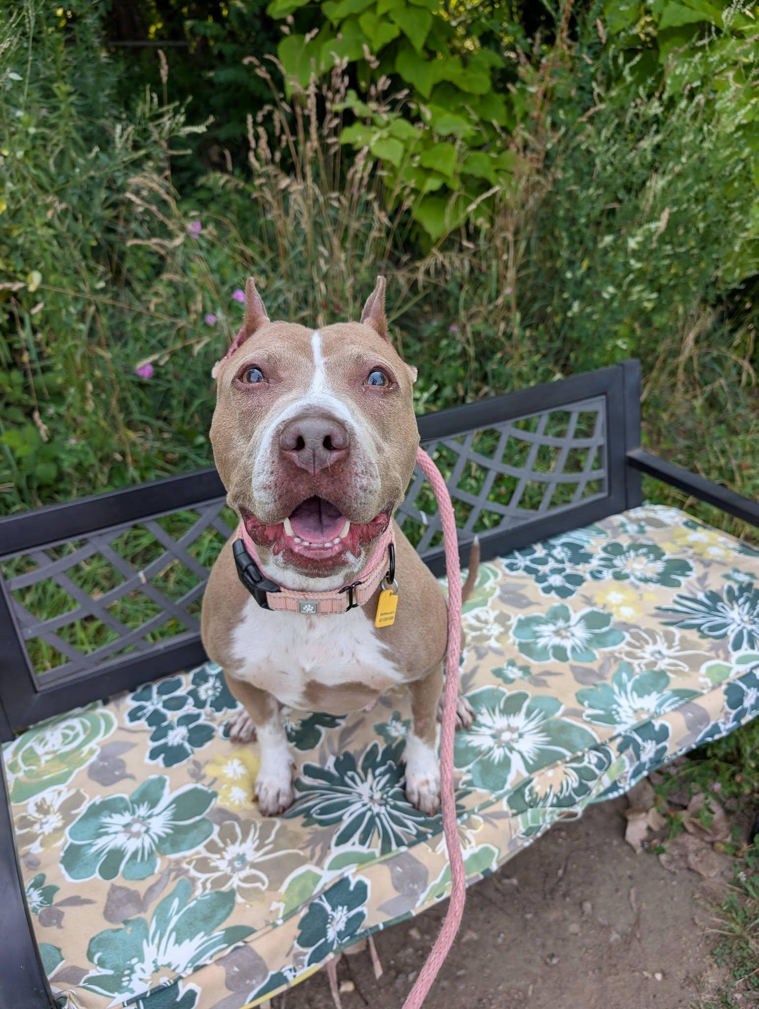 Betsy, a ADOPTABLE mixed breed in Cleveland, OH image 3/6