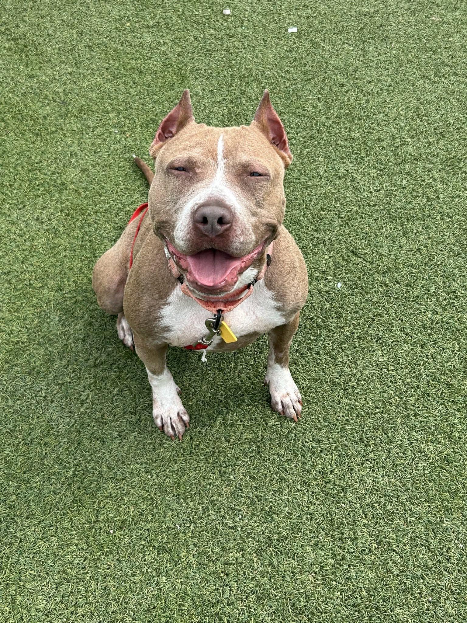 Betsy, a ADOPTABLE mixed breed in Cleveland, OH image 5/6