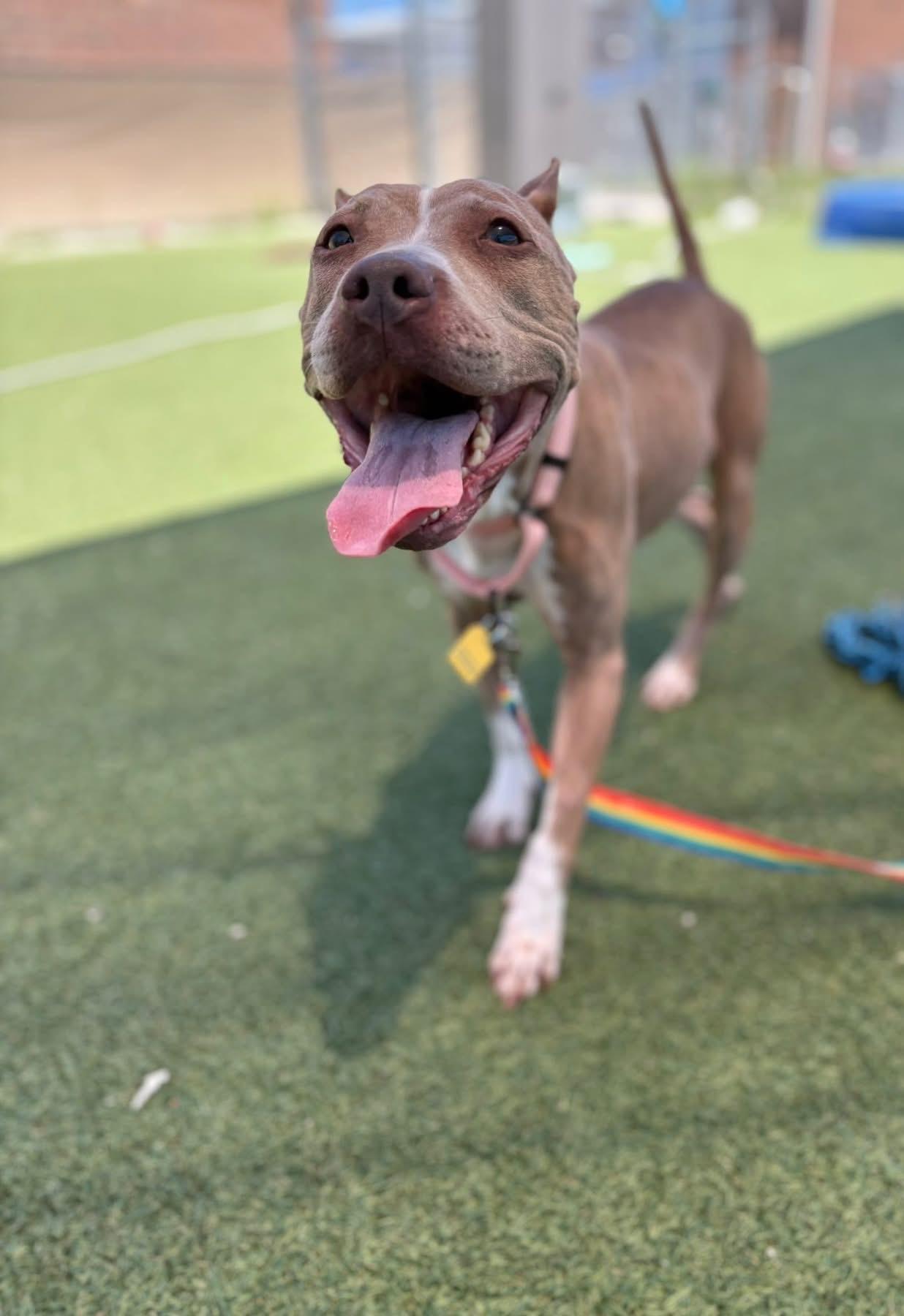 Betsy, a ADOPTABLE mixed breed in Cleveland, OH image 2/6