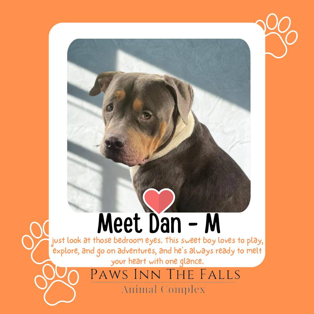 Dan, Adoptable, Adult Male American Bully.