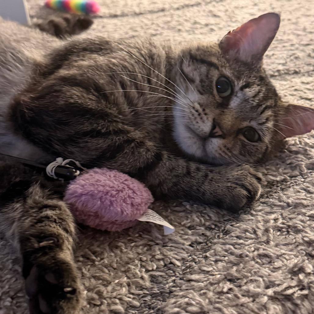 Oscar (R22 Walnut 7), Adoptable, Adult Male American Shorthair.