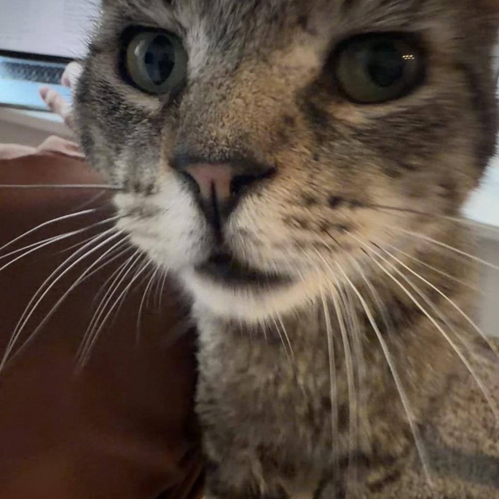 Enlarge Oscar (R22 Walnut 7), a Adoptable American Shorthair in Westport, CT image 2/6