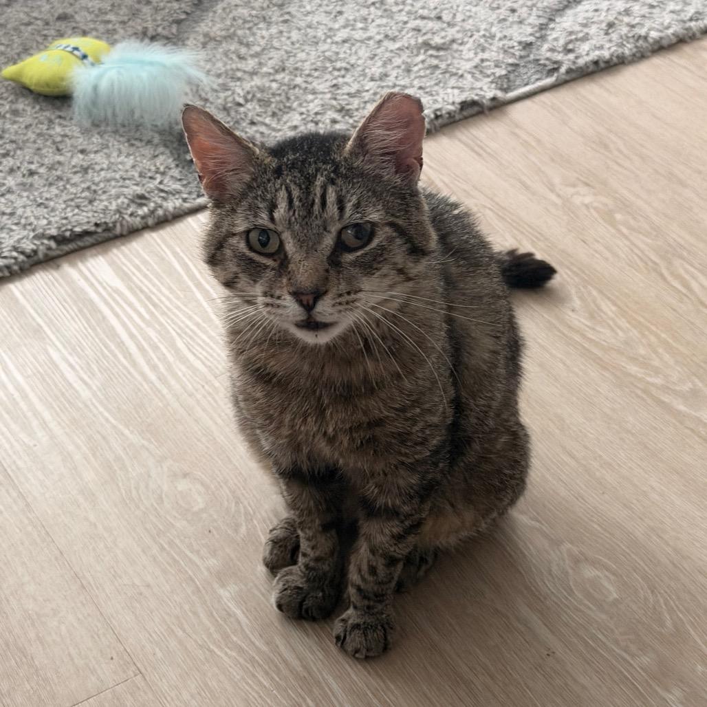 Enlarge Oscar (R22 Walnut 7), a Adoptable American Shorthair in Westport, CT image 3/6