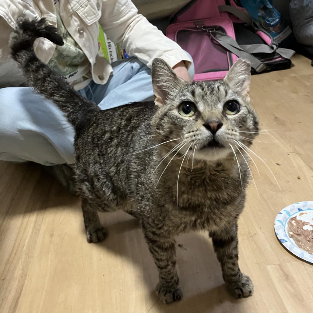 Enlarge Oscar (R22 Walnut 7), a Adoptable American Shorthair in Westport, CT image 4/6