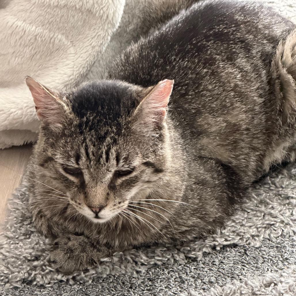 Enlarge Oscar (R22 Walnut 7), a Adoptable American Shorthair in Westport, CT image 5/6