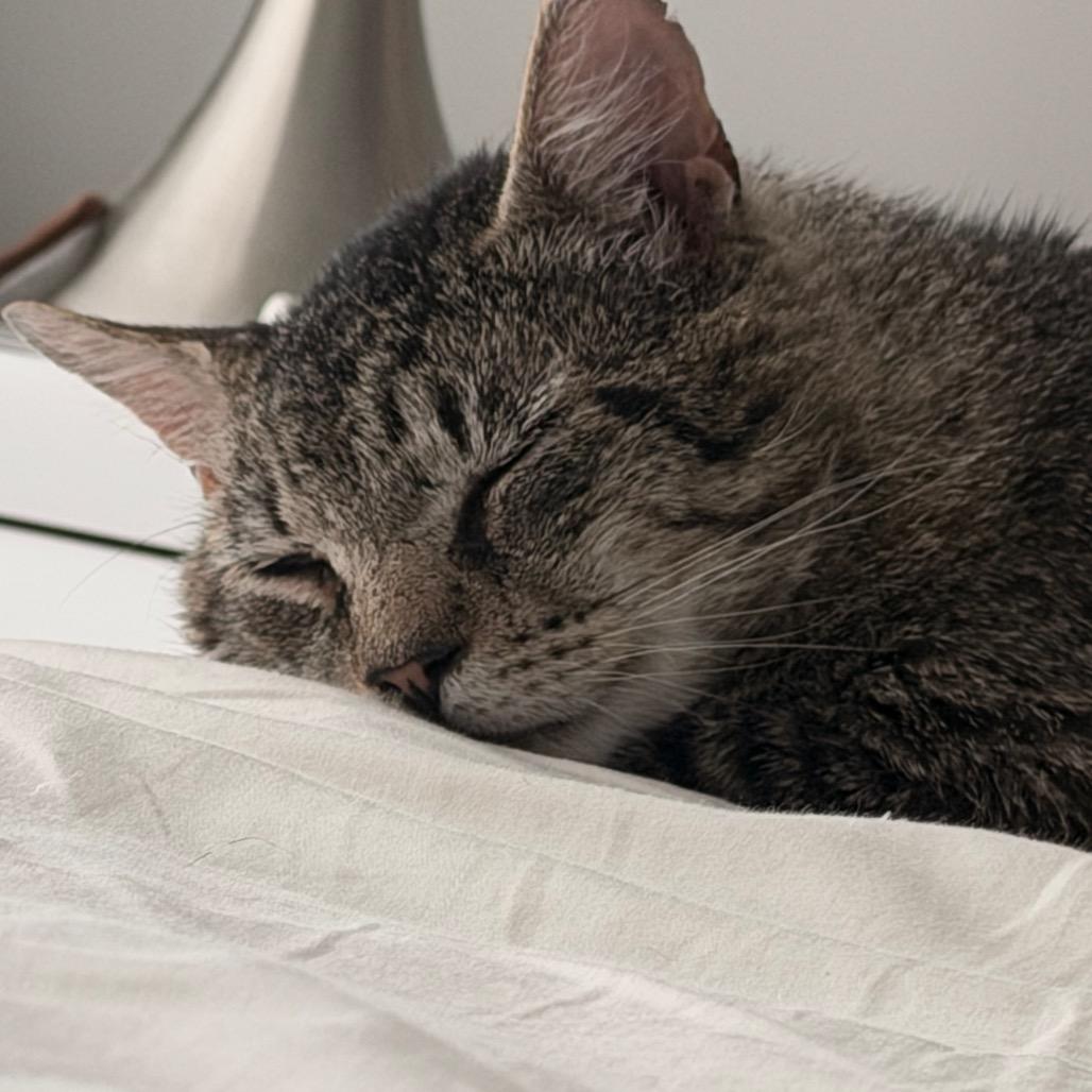 Enlarge Oscar (R22 Walnut 7), a Adoptable American Shorthair in Westport, CT image 6/6