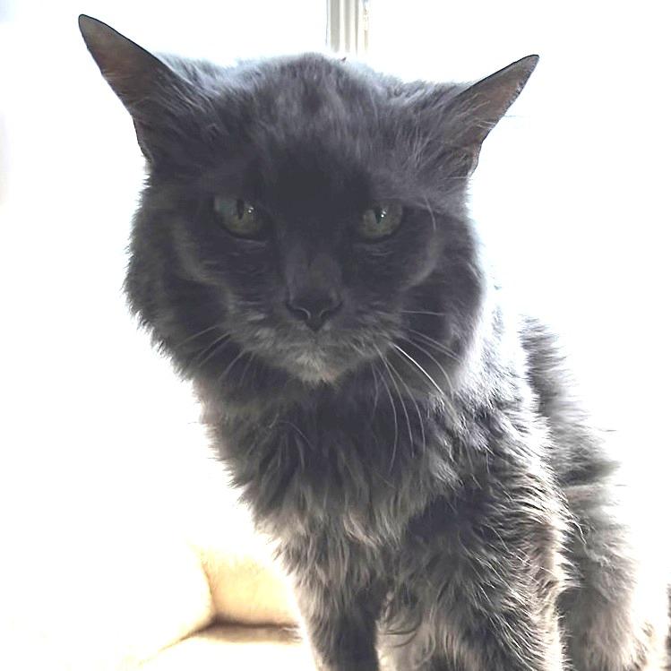 Josephine, Adoptable, Senior Female Domestic Medium Hair.