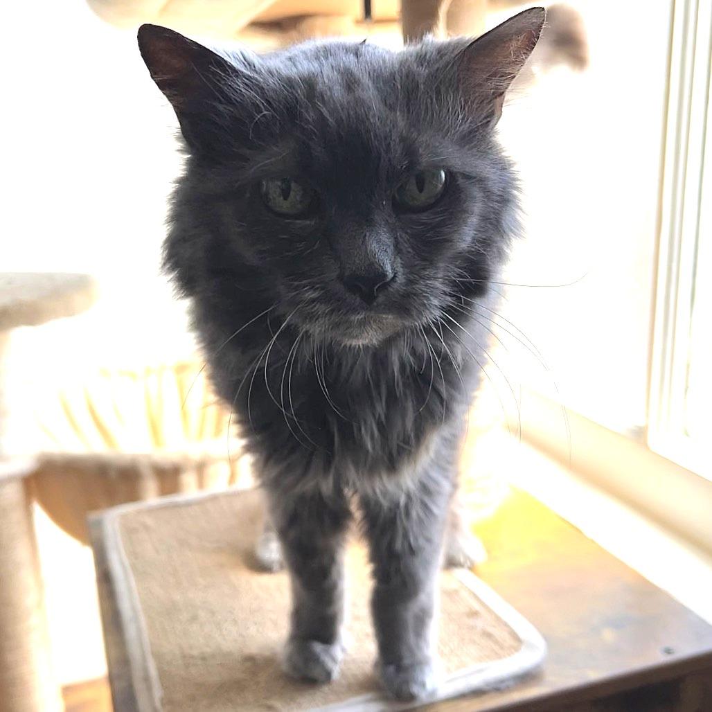 Enlarge Josephine, a Adoptable Domestic Medium Hair in Johnson City, TN image 2/4