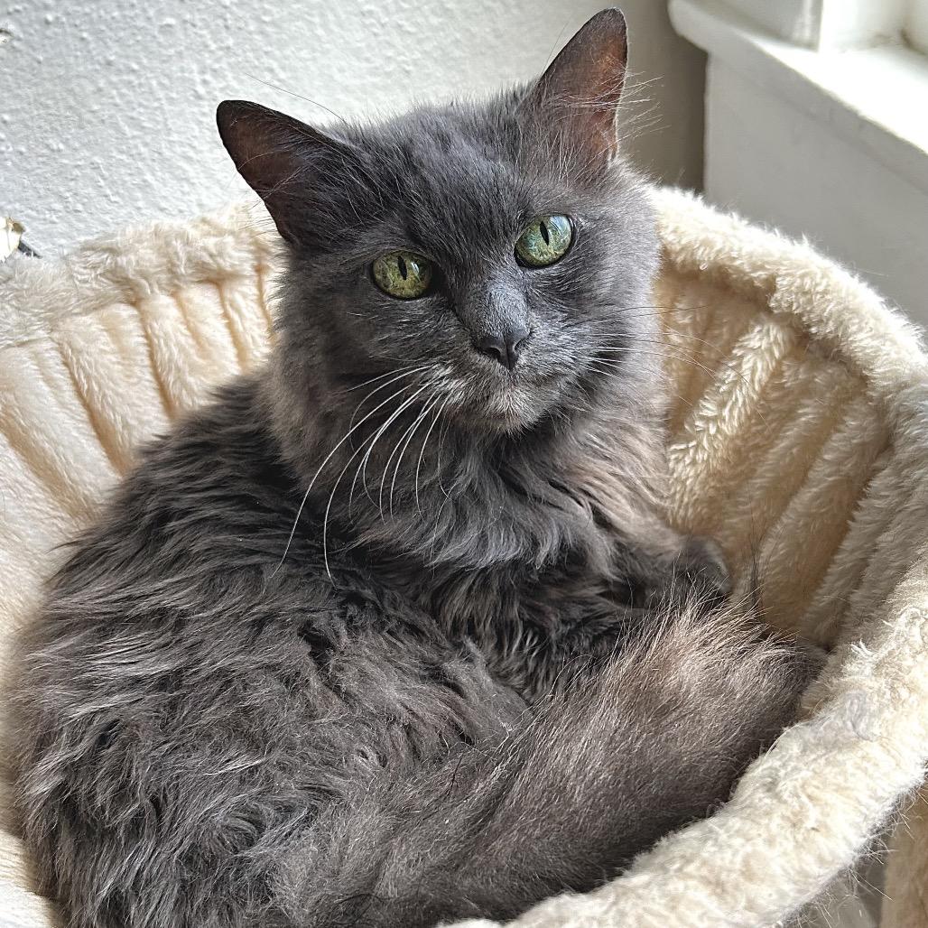 Enlarge Josephine, a Adoptable Domestic Medium Hair in Johnson City, TN image 3/4