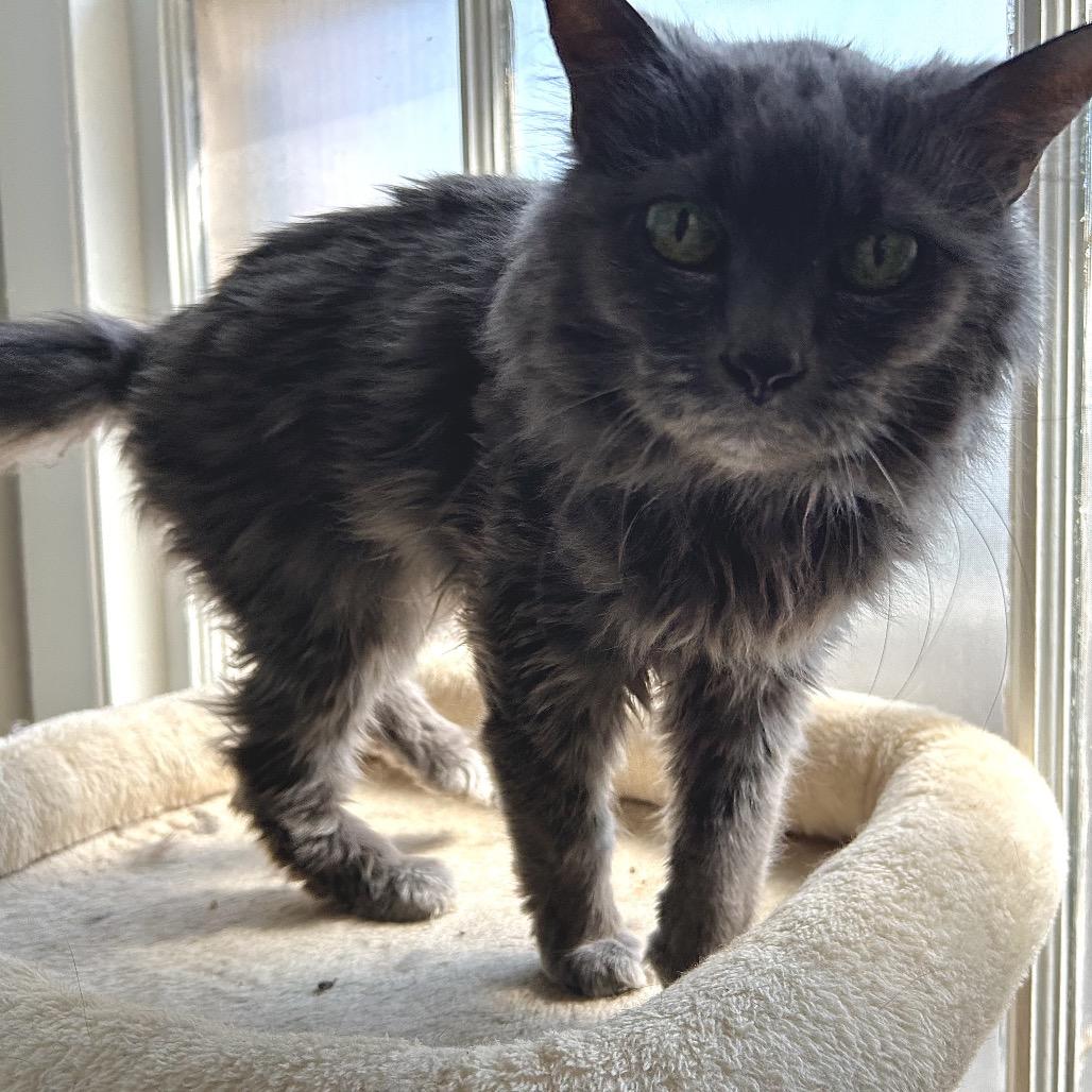 Enlarge Josephine, a Adoptable Domestic Medium Hair in Johnson City, TN image 4/4