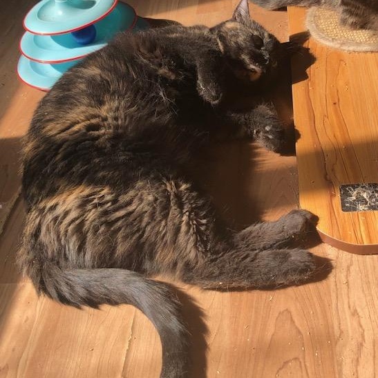 Jade (w/ Spring), a ADOPTABLE Tortoiseshell in Caledon, ON image 3/3