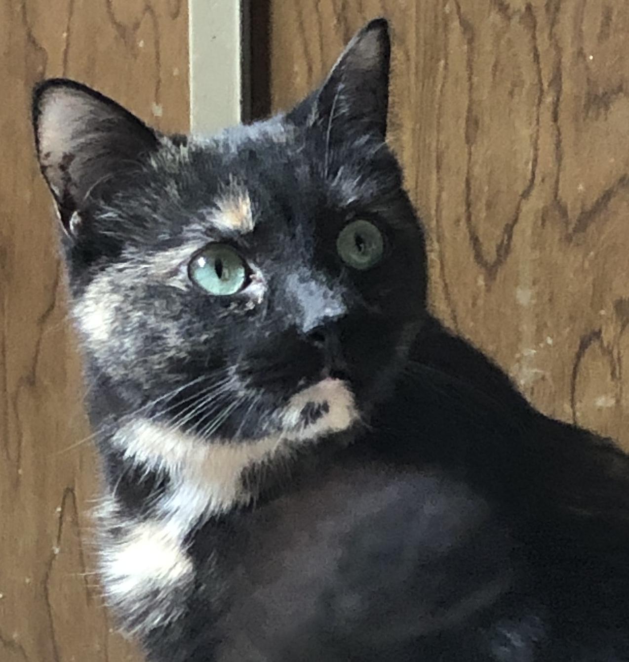 Jade (w/ Spring), ADOPTABLE, Adult Female Tortoiseshell.