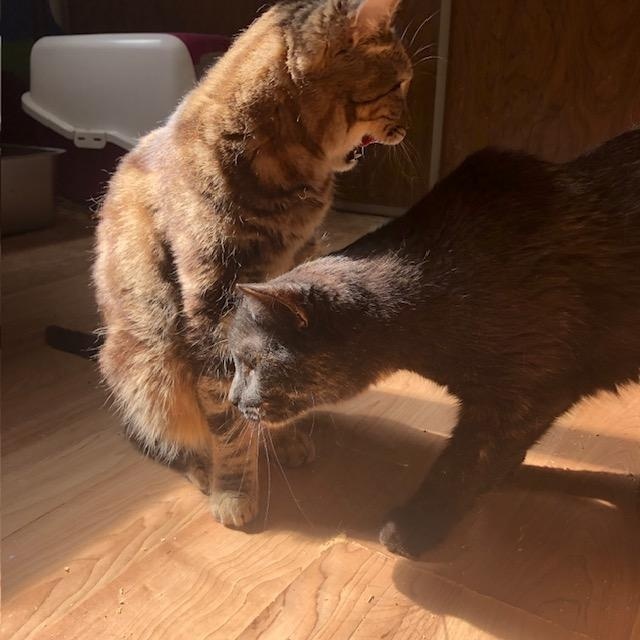 Jade (w/ Spring), a ADOPTABLE Tortoiseshell in Caledon, ON image 2/3