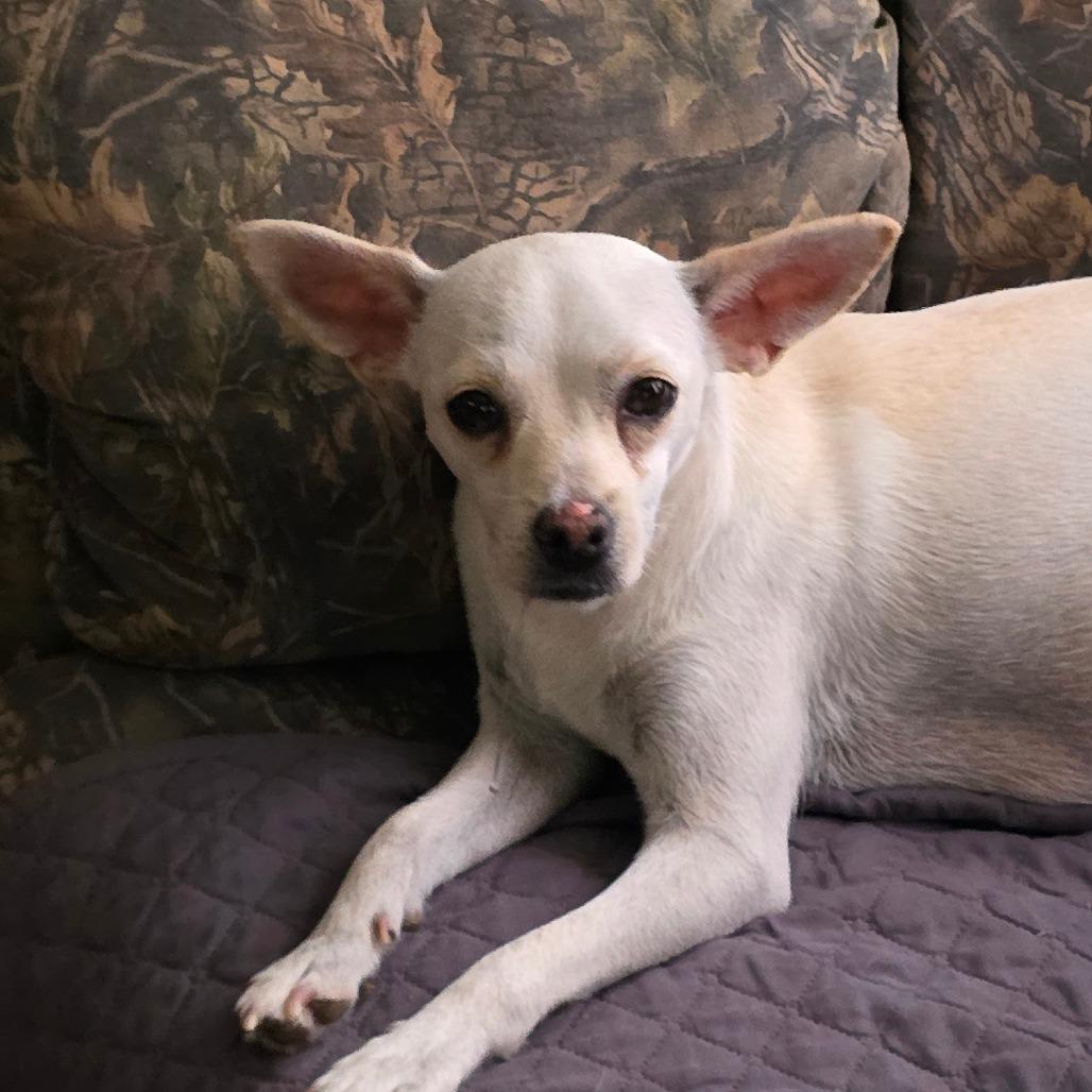 Harmony, Adoptable, Adult Female Chihuahua.