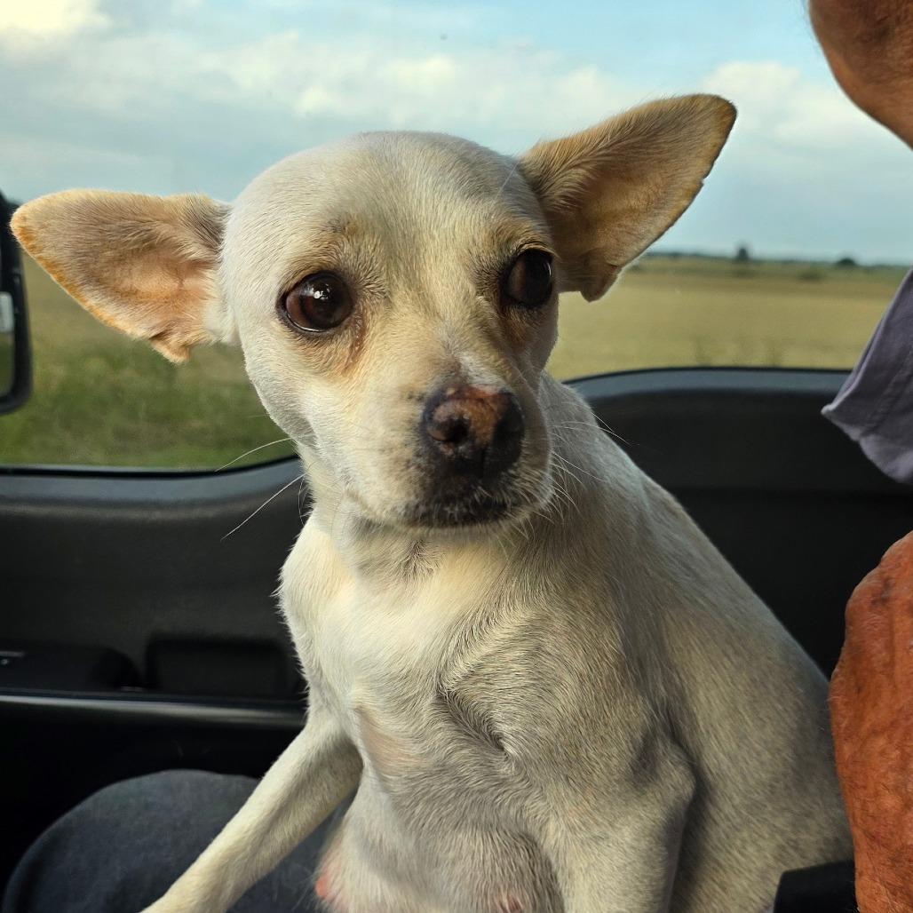 Enlarge Harmony, a Adoptable Chihuahua in Goltry, OK image 2/3