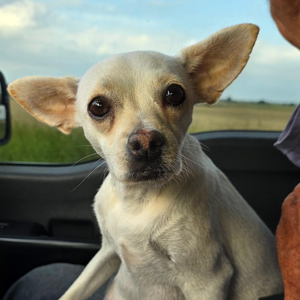 Enlarge Harmony, a Adoptable Chihuahua in Goltry, OK image 3/3