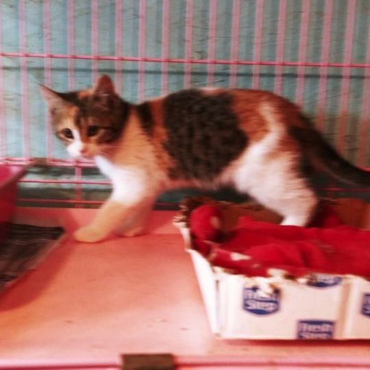 Chantilly Lace — thumbnail 3