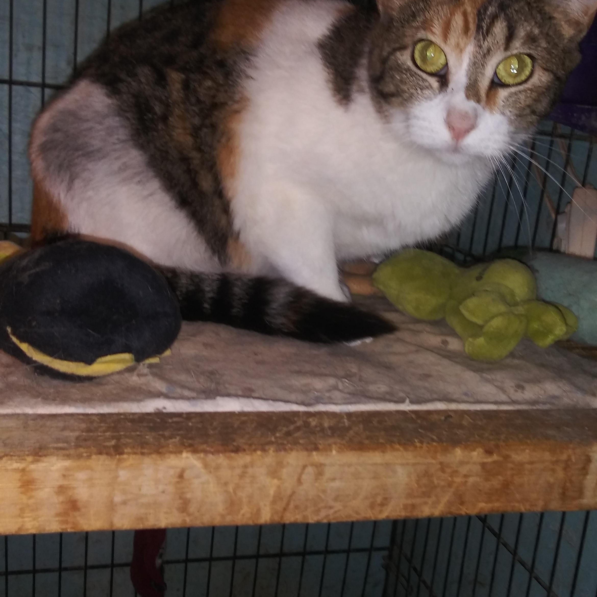 Chantilly Lace, Adoptable, Young Female Calico.
