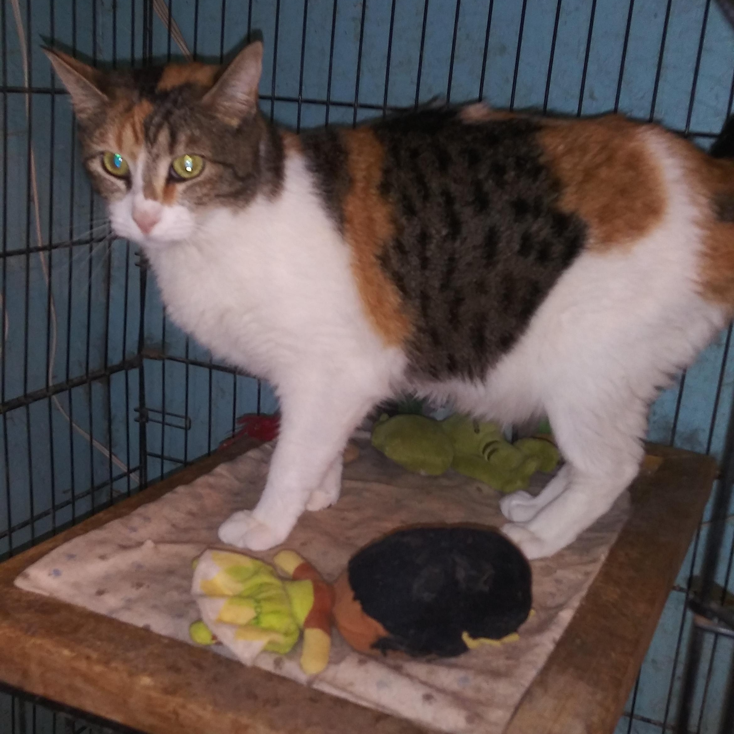 Enlarge Chantilly Lace, a Adoptable Calico in Anton, TX image 2/2