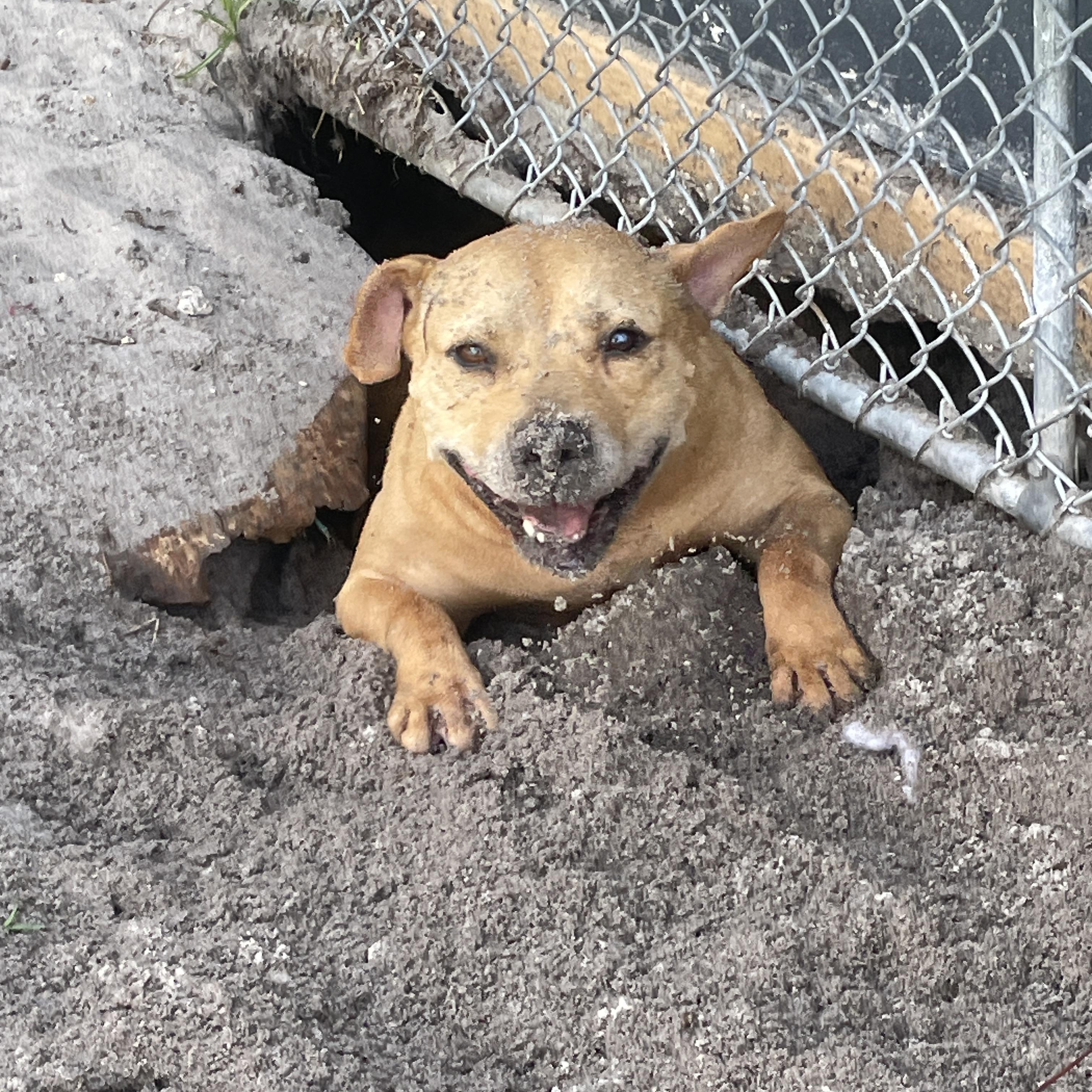 Enlarge Abigail, a Adoptable mixed breed in palm bay, FL image 1/2