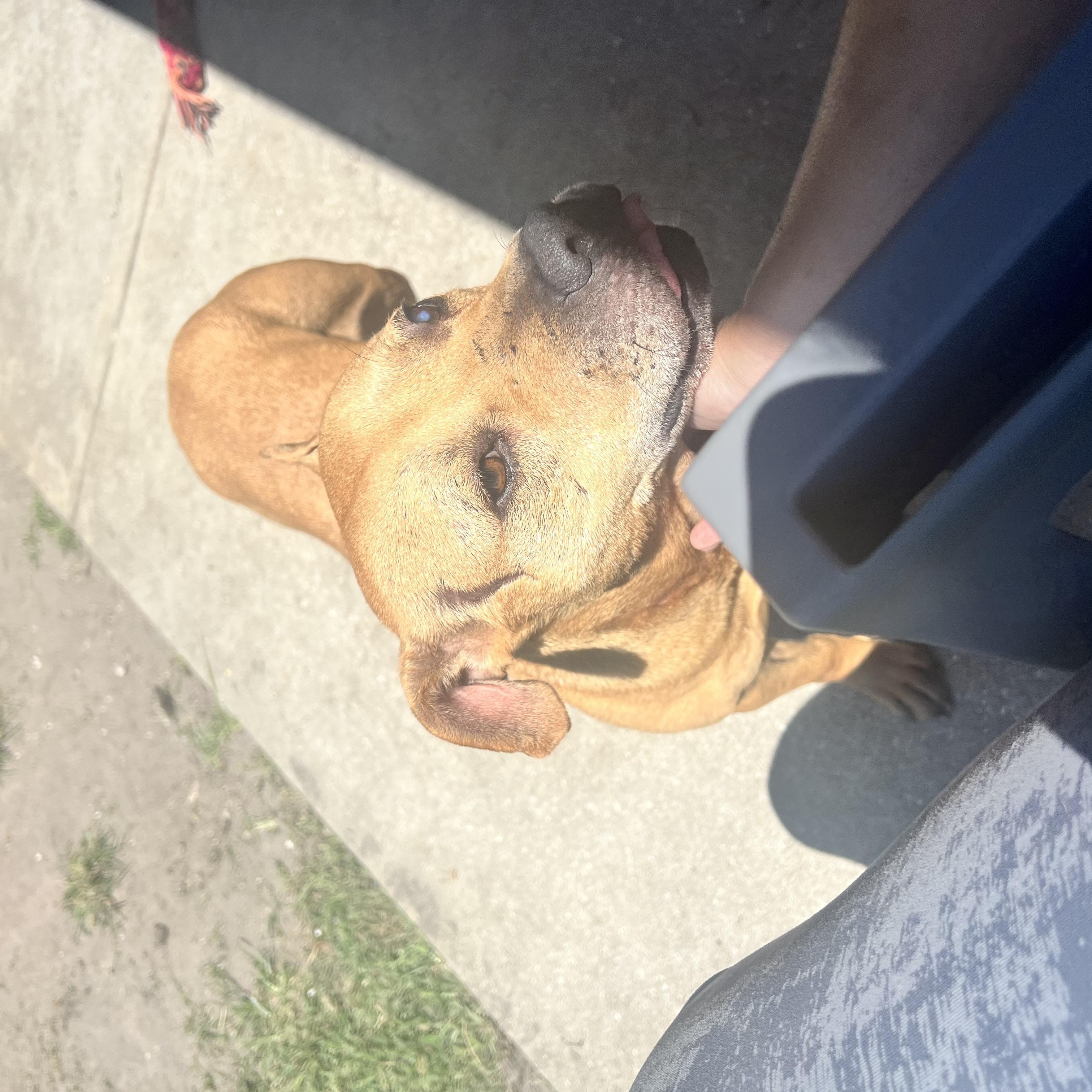 Enlarge Abigail, a Adoptable mixed breed in palm bay, FL image 2/2