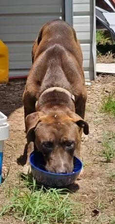 Enlarge Parker, a Adoptable Mixed Breed in Beebe, AR image 1/1