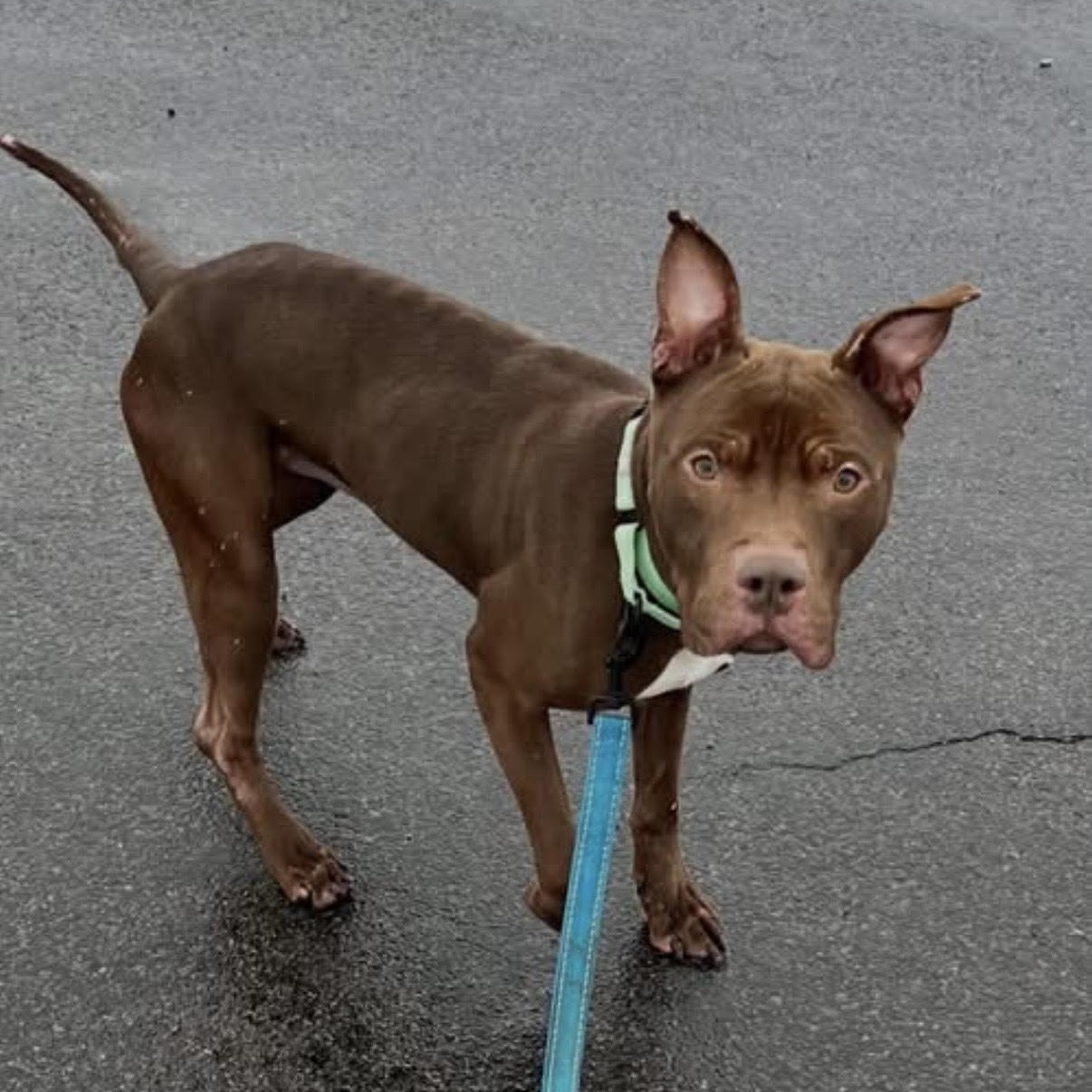 Enlarge Ragnar, a ADOPTABLE mixed breed in Syracuse, NY image 2/2