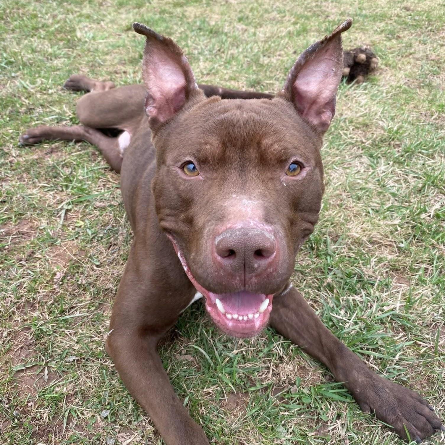 Ragnar, ADOPTABLE, Adult Male Terrier.