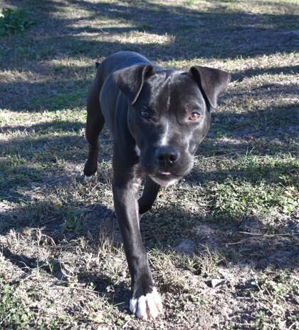 Enlarge Buckbeat, a ADOPTABLE mixed breed in Inverness, FL image 2/3