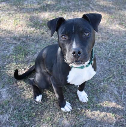 Buckbeat, ADOPTABLE, Young Male Staffordshire Bull Terrier & Labrador Retriever.