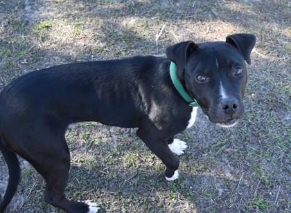 Enlarge Buckbeat, a ADOPTABLE mixed breed in Inverness, FL image 3/3