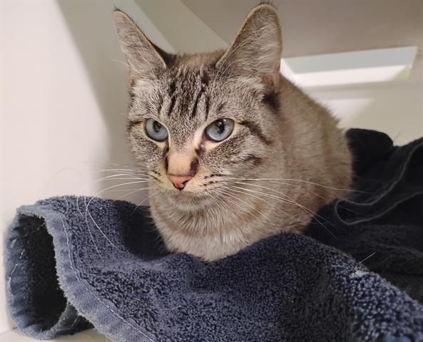 Enlarge MONKEY, a Adoptable Domestic Short Hair in San Martin, CA image 1/1