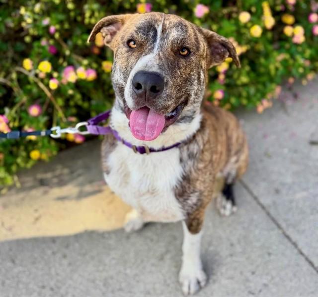 Enlarge CODY, a Adoptable mixed breed in San Luis Obispo, CA image 1/1