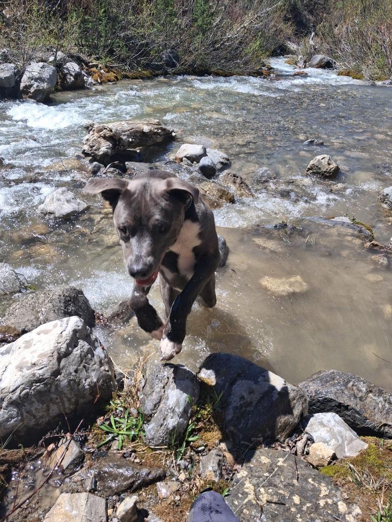 Enlarge Winnie, a Adoptable mixed breed in Thayne, WY image 1/5