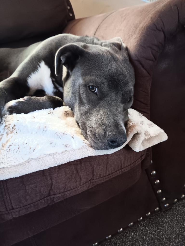 Enlarge Winnie, a Adoptable mixed breed in Thayne, WY image 2/5