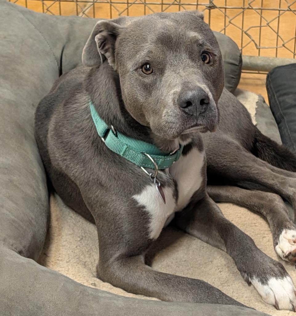 Enlarge Winnie, a Adoptable mixed breed in Thayne, WY image 3/5