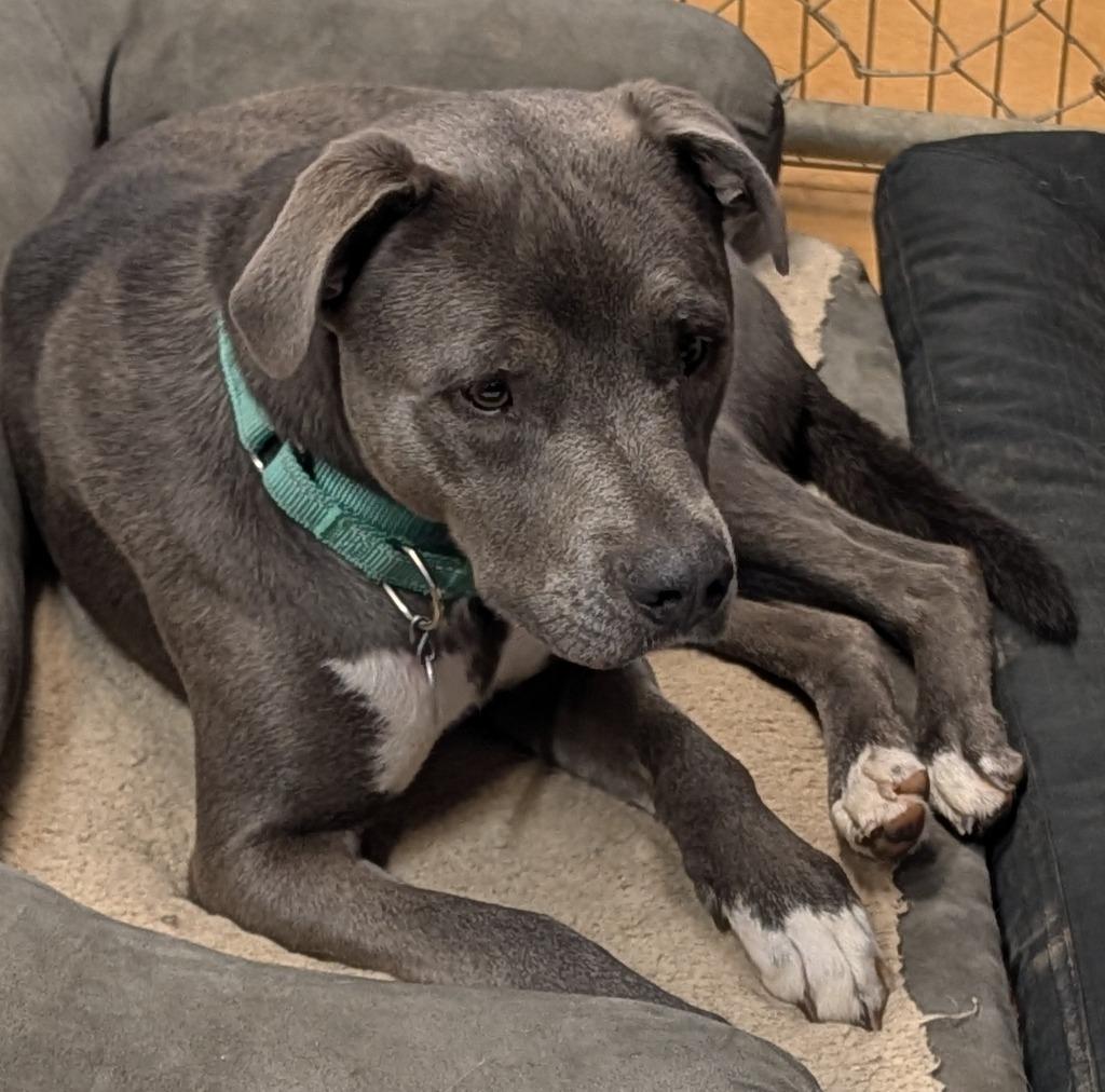 Enlarge Winnie, a Adoptable mixed breed in Thayne, WY image 4/5