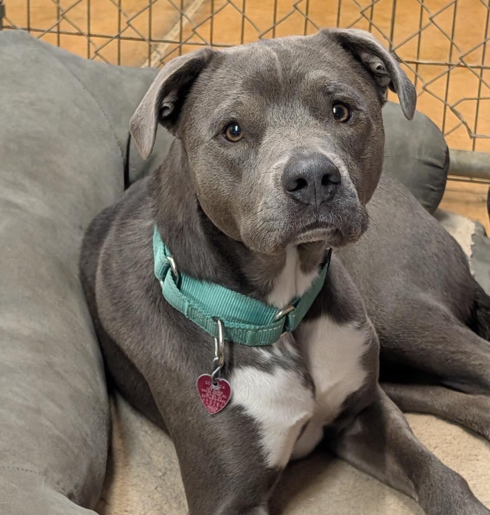Enlarge Winnie, a Adoptable mixed breed in Thayne, WY image 5/5