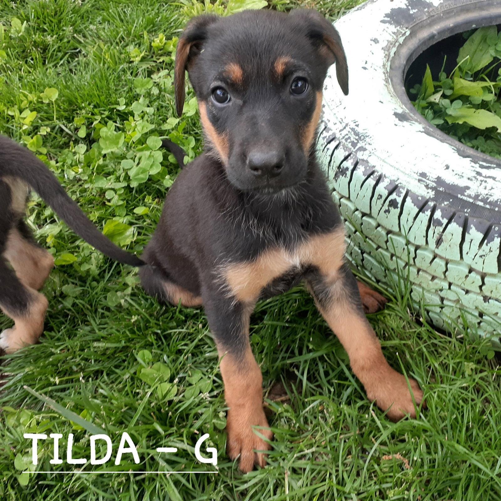 Tilda (3mo, 26lbs), Adopted, Young Female Hound & German Shepherd Dog.