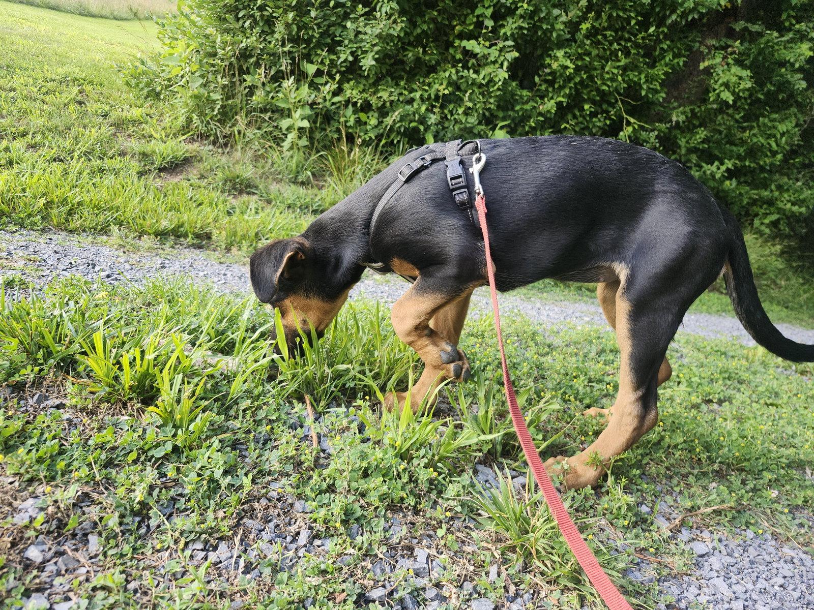 Tilda (3mo, 26lbs), a Adopted mixed breed in Hinton, WV image 2/3